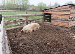 Farma pro válečné veterány, Kolomyja