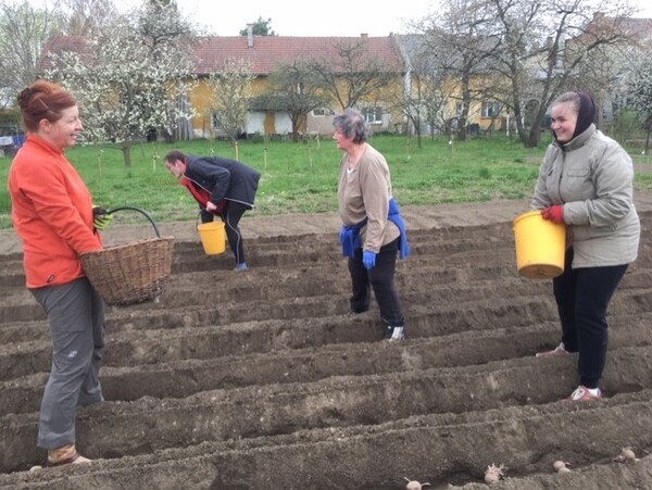 Sázení brambor je celorodinnou aktivitou, do které se zapojila i jedna z ubytovaných žen. 